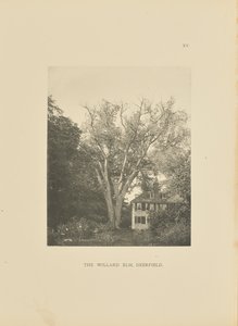 Il Willard Elm, Deerfield da Henry Brooks