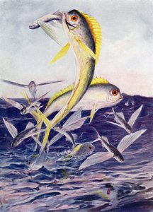 Pesci volanti attaccati da Henry Charles Seppings Wright
