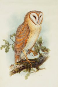 Barbagianni