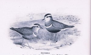 Piviere tortolino, Nature in Britain pubblicato da Collins, 1946 da Henry Constantine Richter