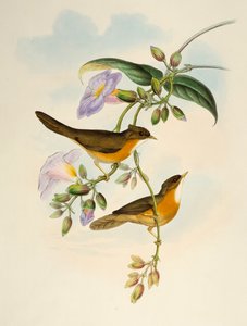 Tordo ventre fulvo (Dumetia hyperythra), litografia da Uccelli dell