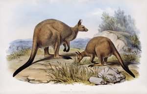 Canguro grigio occidentale da Henry Constantine Richter