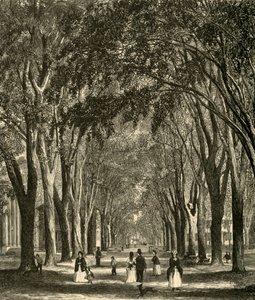 Gli olmi di New-Haven, 1874 da Henry Duff Linton