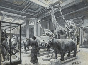 Vista interna del Museo Britannico che mostra la galleria contenente esposizioni di animali, c.1880