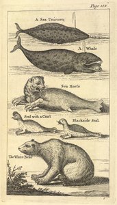 Diverse creature, da 