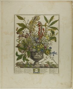 Gennaio, da Dodici mesi di fiori da Henry Fletcher