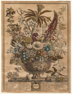 Dodici mesi di fiori: Dicembre da Henry Fletcher