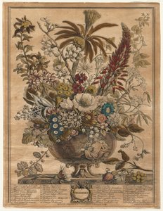 Dodici Mesi di Fiori: Dicembre da Henry Fletcher