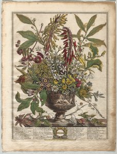 Dodici Mesi di Fiori: Gennaio da Henry Fletcher