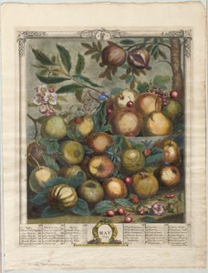 Dodici mesi di frutta:  Maggio