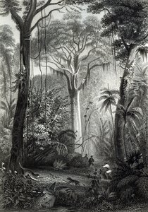 Scena in una foresta brasiliana, inciso da J. Bishop