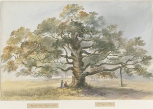 Blithfield - Quercia del Mendicante da Henry James Noyes