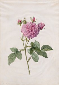 Rosa Agatha (Rosa Gallica Agatha) da Henry Joseph Redouté
