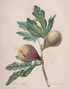 Choix des plus belles fleurs...plus beaux fruits: Fico Violette