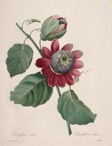 Scelta dei fiori più belli...frutti più belli: Passiflora alata da Henry Joseph Redouté