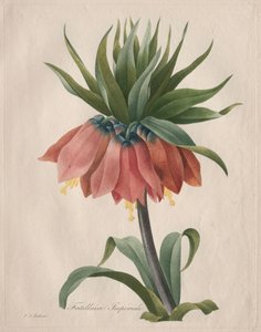 Fritillaria imperiale