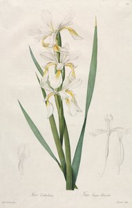 Iris a bande dorate da Henry Joseph Redouté