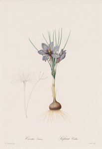 Les Liliacées: Crocus Sativus da Henry Joseph Redouté
