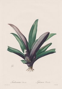 Les Liliacées: Tradescantia discolor da Henry Joseph Redouté