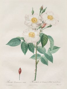 Le rose: Rosa Damascena, subalba da Henry Joseph Redouté