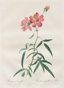 Le rose: Rosa Longifolia