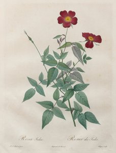 Le rose: Rosa indica