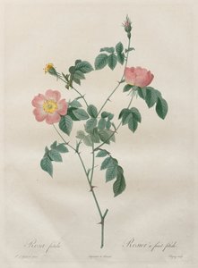 Le rose: Rosa indica da Henry Joseph Redouté