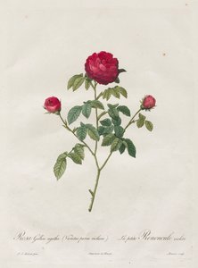 Rosa di Provenza o Francese da Henry Joseph Redouté