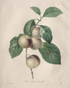 Prugna Reine Claude da Henry Joseph Redouté