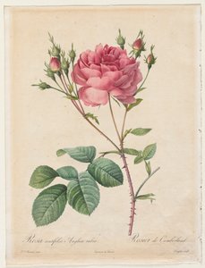 Rosa Centifolia Anglica Rubra da Henry Joseph Redouté