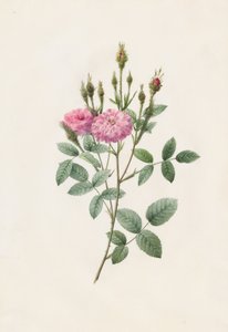 Rosa Pomponiana Muscosa da Henry Joseph Redouté