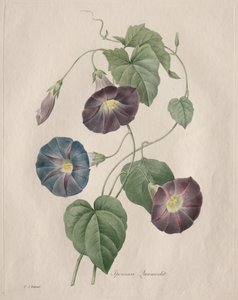 Stella-gloria Morning-glory da Henry Joseph Redouté