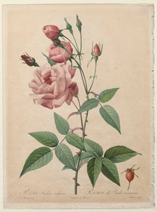 Le Rose: Rosa Cinese o del Bengala da Henry Joseph Redouté