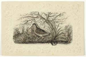 Gallo cedrone da Henry Lejeune