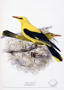 Rigogolo dorato, 1835 da Henry Leonard Meyer
