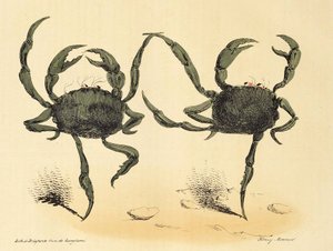 Danse Fantastique da La Caricature, pub. 1831 litografia, 1831 da Henry Monnier