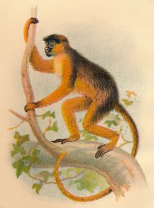 Guereza Baia, 1897 da Henry Ogg Forbes