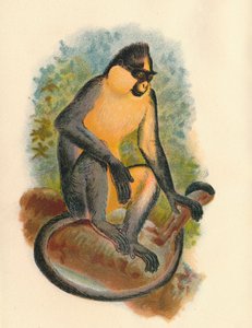 Langur di Everett, 1897