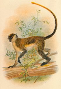 Guenon verde, 1897 da Henry Ogg Forbes