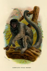 Scimmia lanosa di Humboldt da Henry Ogg Forbes