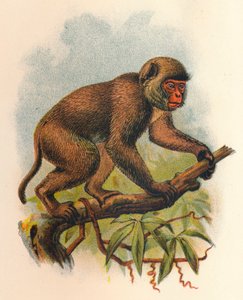 Macaco di San Giovanni, 1897 da Henry Ogg Forbes