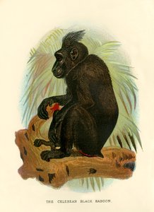 Il babbuino nero di Celebes da Henry Ogg Forbes