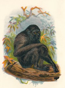 Il gibbone siamango da Henry Ogg Forbes