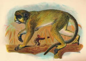 Il Talapoin, 1897 da Henry Ogg Forbes