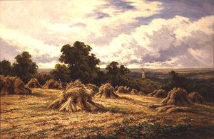 Campo raccolto