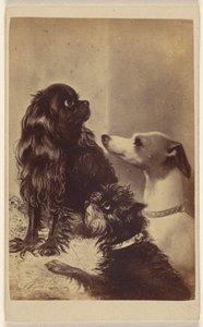 Floss, Daisy  Fairy; cani di Barroness [sic] McClifford. Dipinto dalla signora Pointer. da Henry Pointer