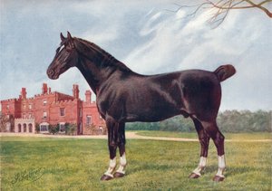 Stallone Hackney Danegelt, c1905 c1910