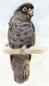 Un cacatua nero, c.1890