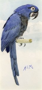 Ara Giacinto, c.1890