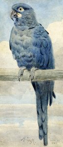 Ara ararauna, 1889